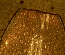 צילום מיקרוסקופי